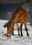 Oldenburger-Araber-Mix