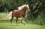 galoppierender Haflinger-Mix