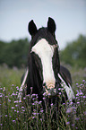 Pinto Portrait