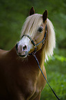 Haflinger-Schwarzwlder-Fuchs-Mix Portrait