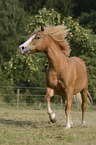 trabender Haflinger-Schwarzwlder-Fuchs-Mix