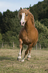 galoppierender Haflinger-Schwarzwlder-Fuchs-Mix