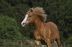 Haflinger-Schwarzwlder-Fuchs-Mix Portrait