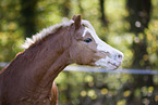 Welsh-Mix im Portrait