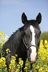 Pferd im Rapsfeld