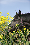 Pferd im Rapsfeld