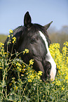 Pferd im Rapsfeld