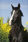 Pferd im Rapsfeld