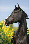 Pferd im Rapsfeld