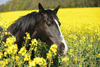 Pferd im Rapsfeld