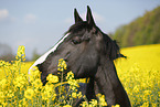 Pferd im Rapsfeld