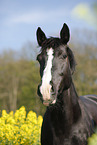 Pferd im Rapsfeld