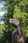 Schweres-Warmblut-Friese-Kreuzung