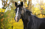 Schweres-Warmblut-Friese-Kreuzung Portrait