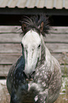 Haflinger-Andalusier Portrait
