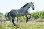 steigender Haflinger-Andalusier