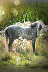 Haflinger-Andalusier