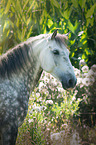Haflinger-Andalusier Portrait
