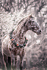 Knabstrupper-Lusitano-Mix Portrait