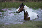 Deutsches Reitpony-Tinker-Mix Portrait