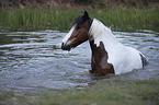 Deutsches Reitpony-Tinker-Mix Portrait