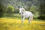 galoppierender Lipizzaner-Mix