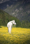 Lipizzaner-Mix