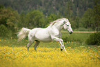 galoppierender Lipizzaner-Mix