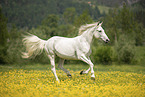 galoppierender Lipizzaner-Mix