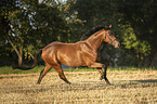 galoppierender Trakehner-Mix