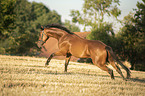 galoppierender Trakehner-Mix