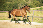 galoppierender Trakehner-Mix