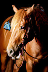 Quarter Horse-Mix Portrait