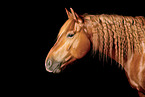 Quarter Horse-Mix Portrait