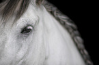 Lipizzaner-Mix Auge