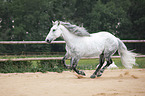 galoppierender Lipizzaner-Mix