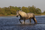 badender Lipizzaner-Mix