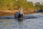 badender Lipizzaner-Mix