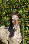 Knabstrupper-Friese im Sommer