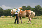 Frau mit Haflinger