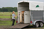 Frau mit Haflinger