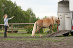 Frau mit Haflinger