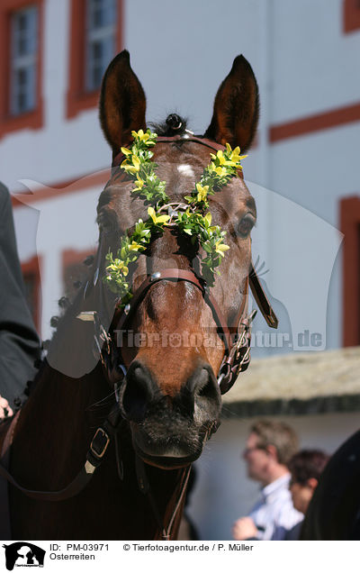 Osterreiten / riding / PM-03971