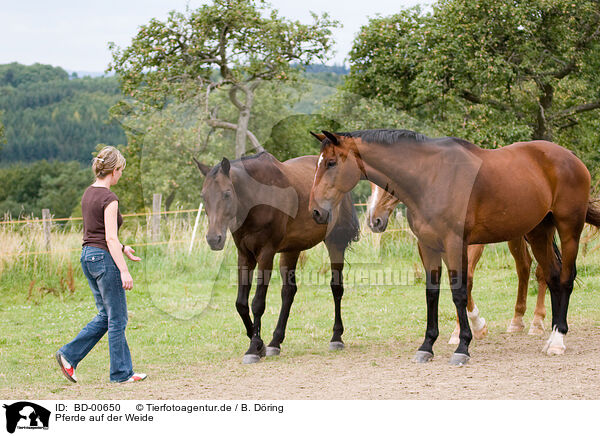 Pferde auf der Weide / horses on meadow / BD-00650