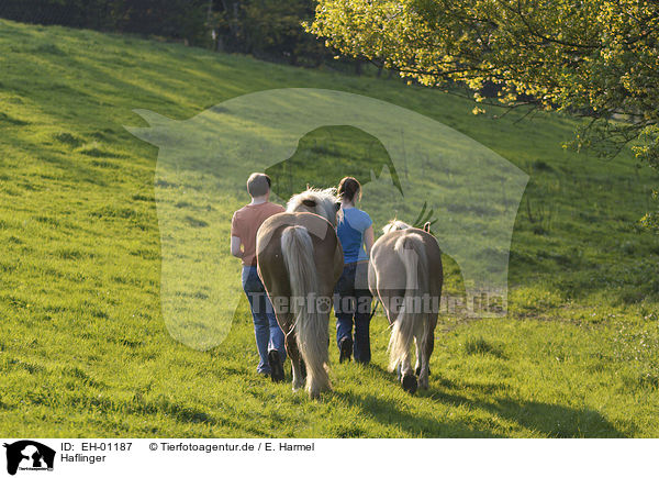 Haflinger / Haflinger / EH-01187