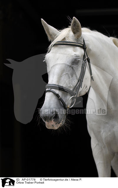 Orlow Traber Portrait / white horse portrait / AP-01778