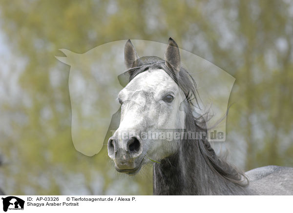 Shagya Araber Portrait / Shagya Arabian Horse Portrait / AP-03326