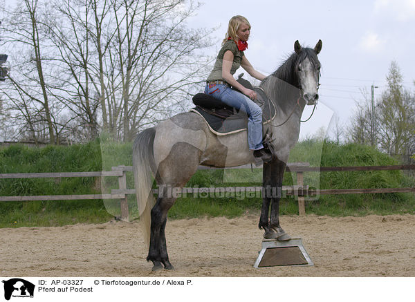 Pferd auf Podest / pedestal / AP-03327