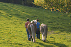 Haflinger