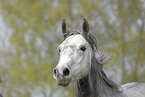 Shagya Araber Portrait